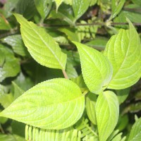 Coleus kanneliyensis L.H.Cramer & S. Balas.